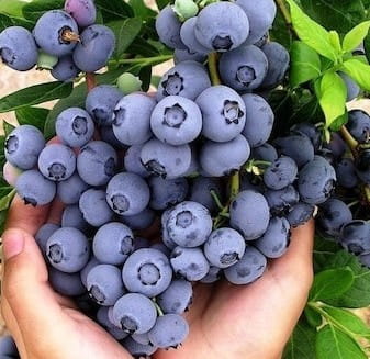 3  Yaş Brigitta Yaban Mersini Fidanı