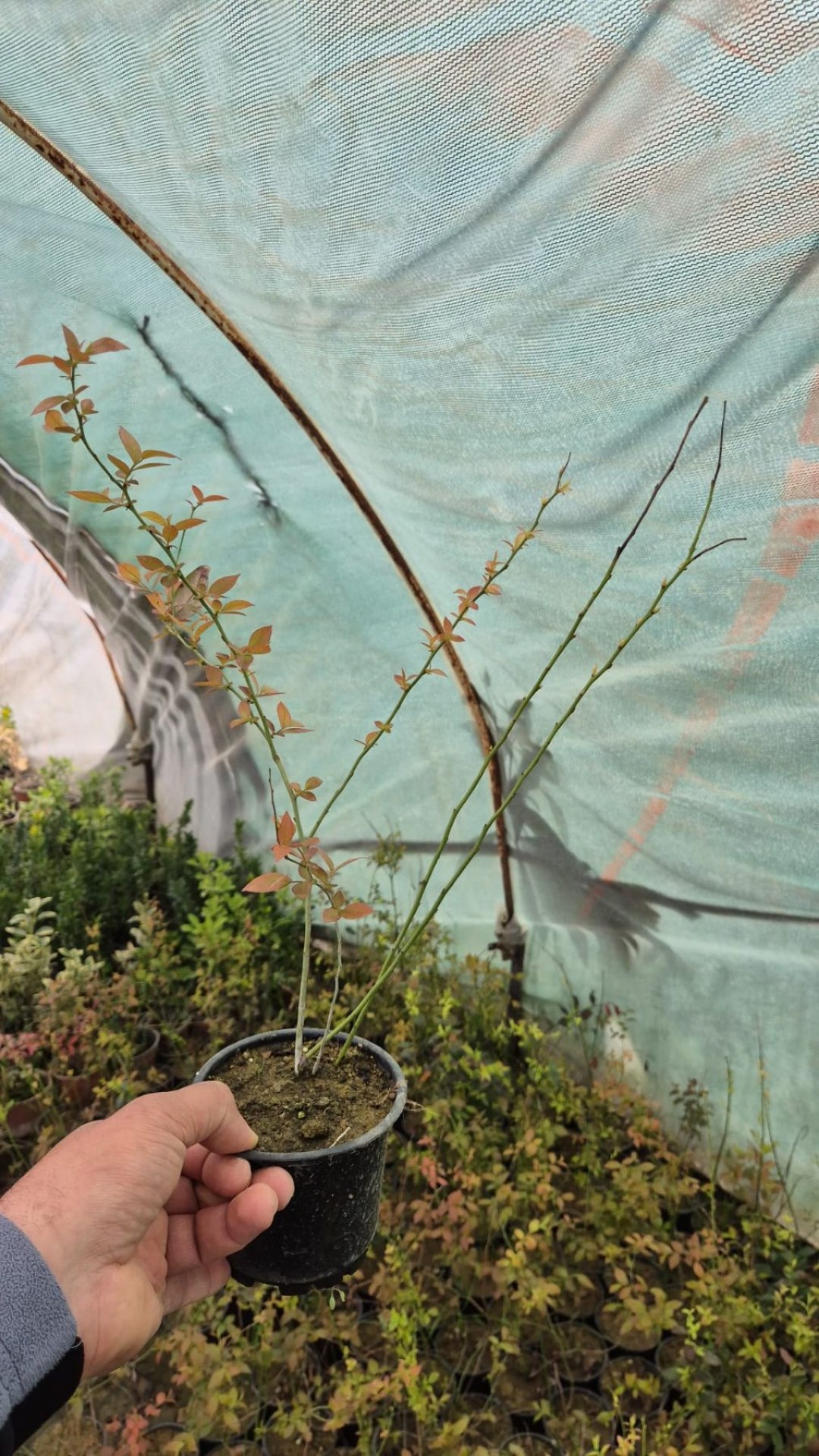 2  Yaş Brigitta Yaban Mersini Fidanı