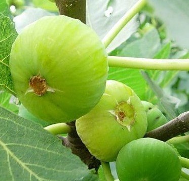 3 Yaş Bursa Beyaz İncir Fidanı