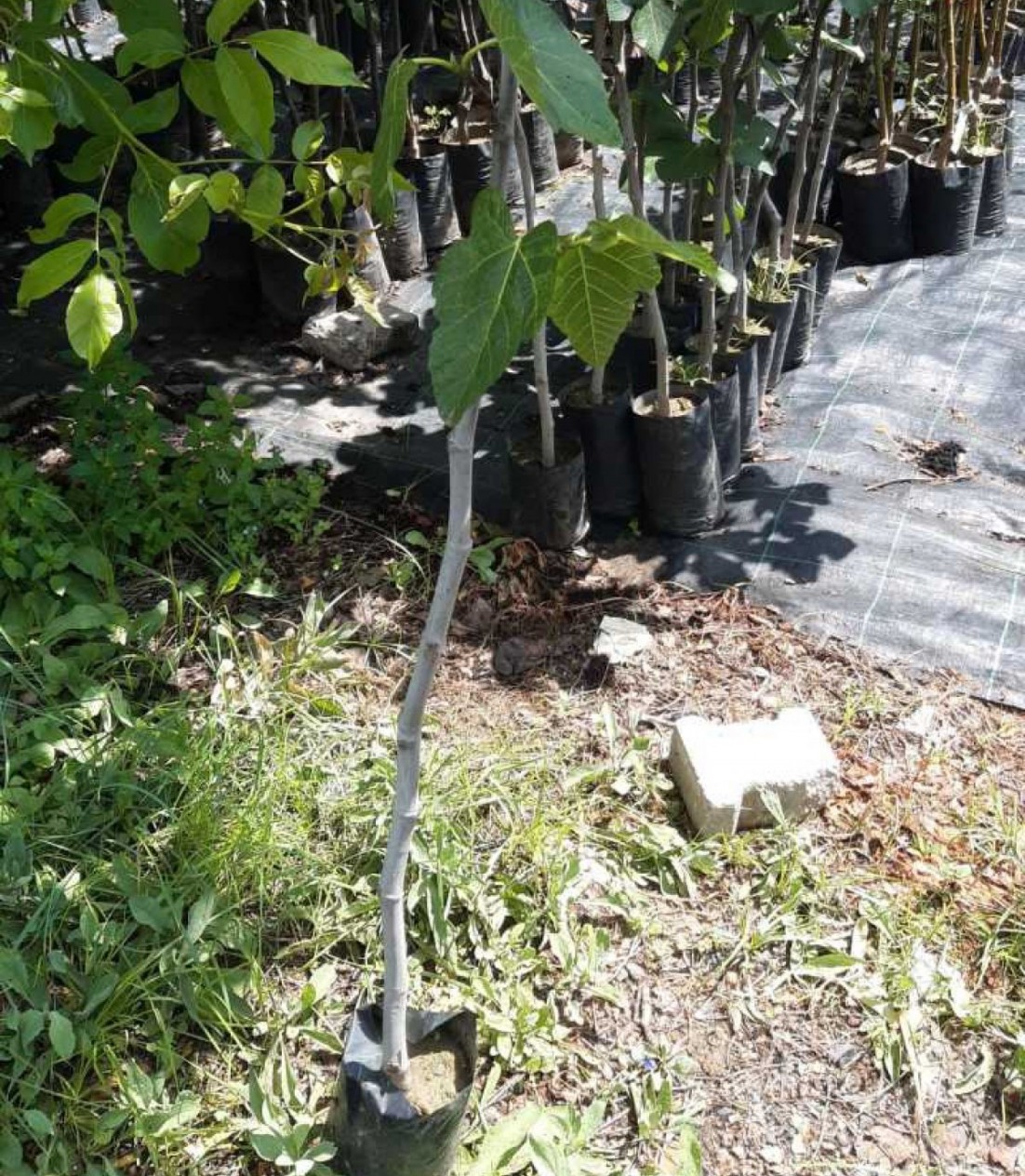 3 Yaş Bursa Beyaz İncir Fidanı