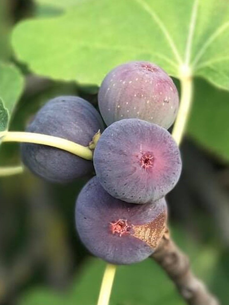 3 Yaş Bursa Dürdane İncir Fidanı