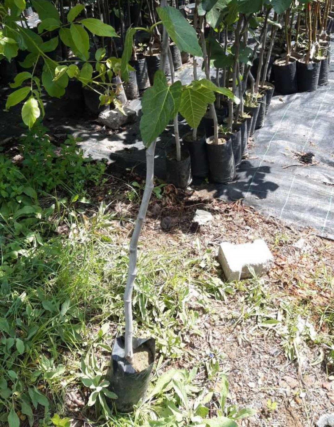 3 Yaş Bursa Dürdane İncir Fidanı