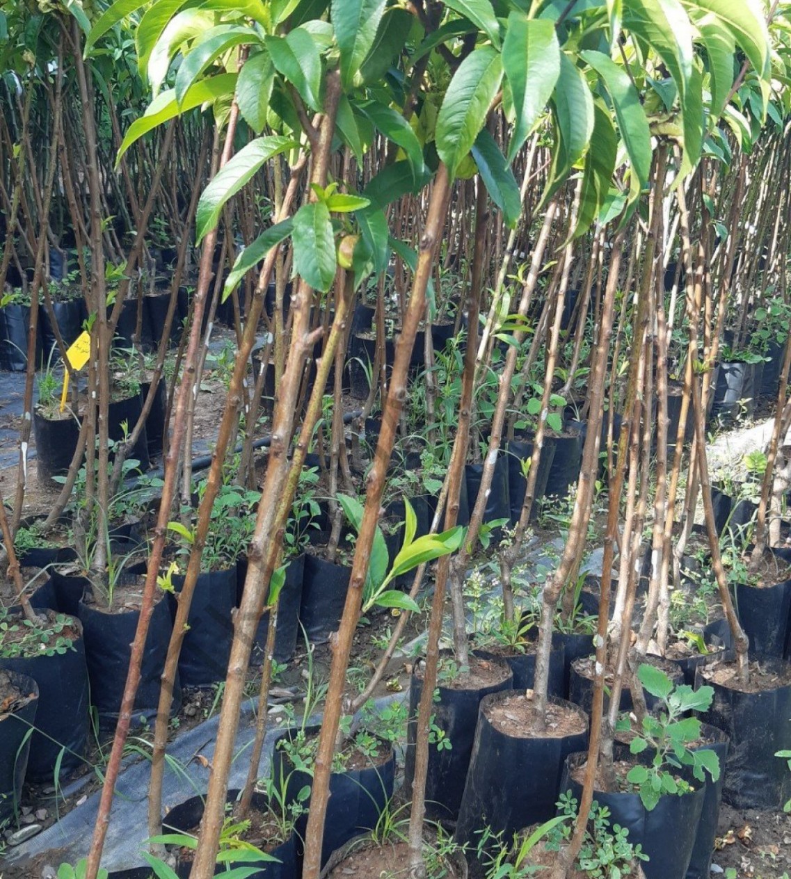 3 Yaş Cresthaven Şeftali Fidanı 3 Yaş Cresthaven Şeftali Fidanı