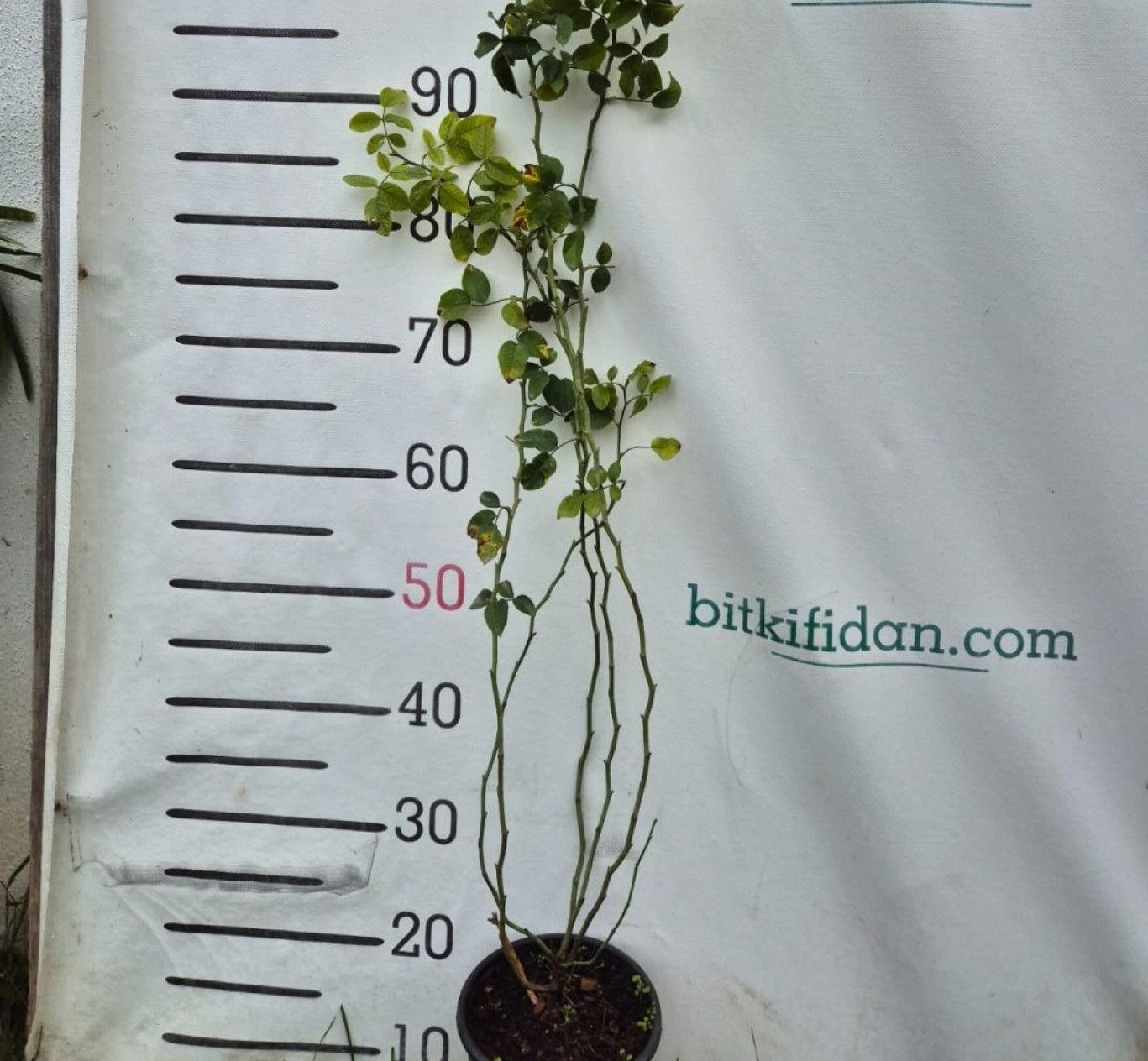 3 Yaş Dikensiz Kuşburnu Fidanı 3 Yaş Dikensiz Kuşburnu Fidanı