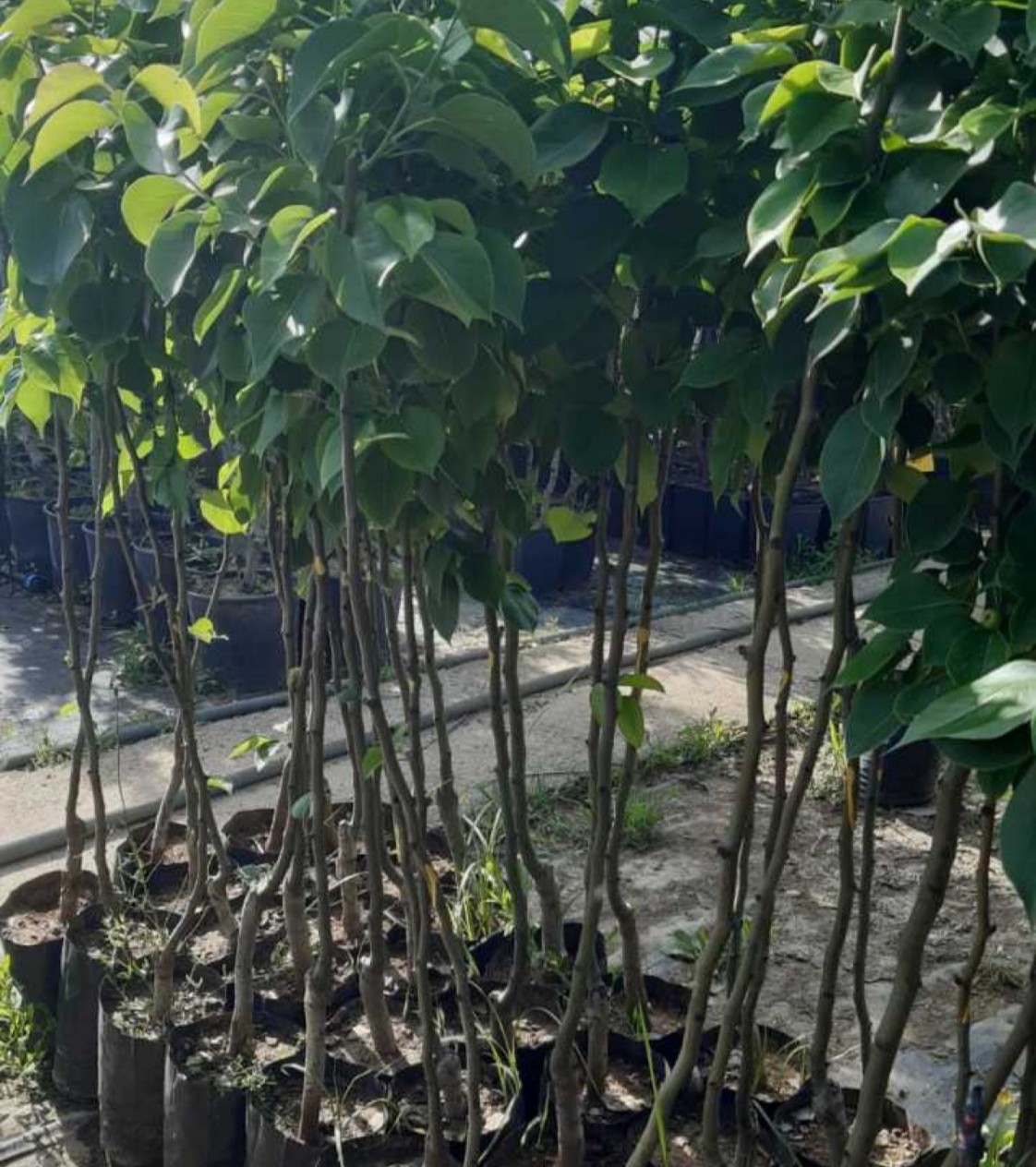 3 Yaş Etruşka Armut Fidanı