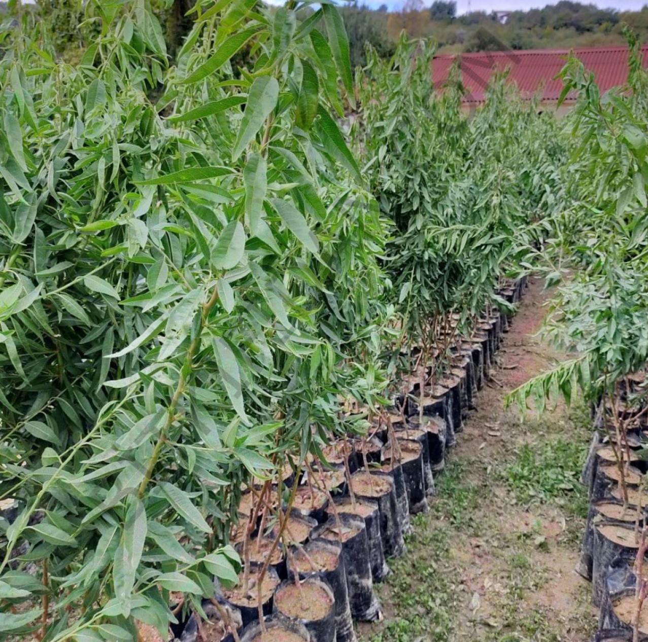 3 Yaş Ferradual Badem Fidanı