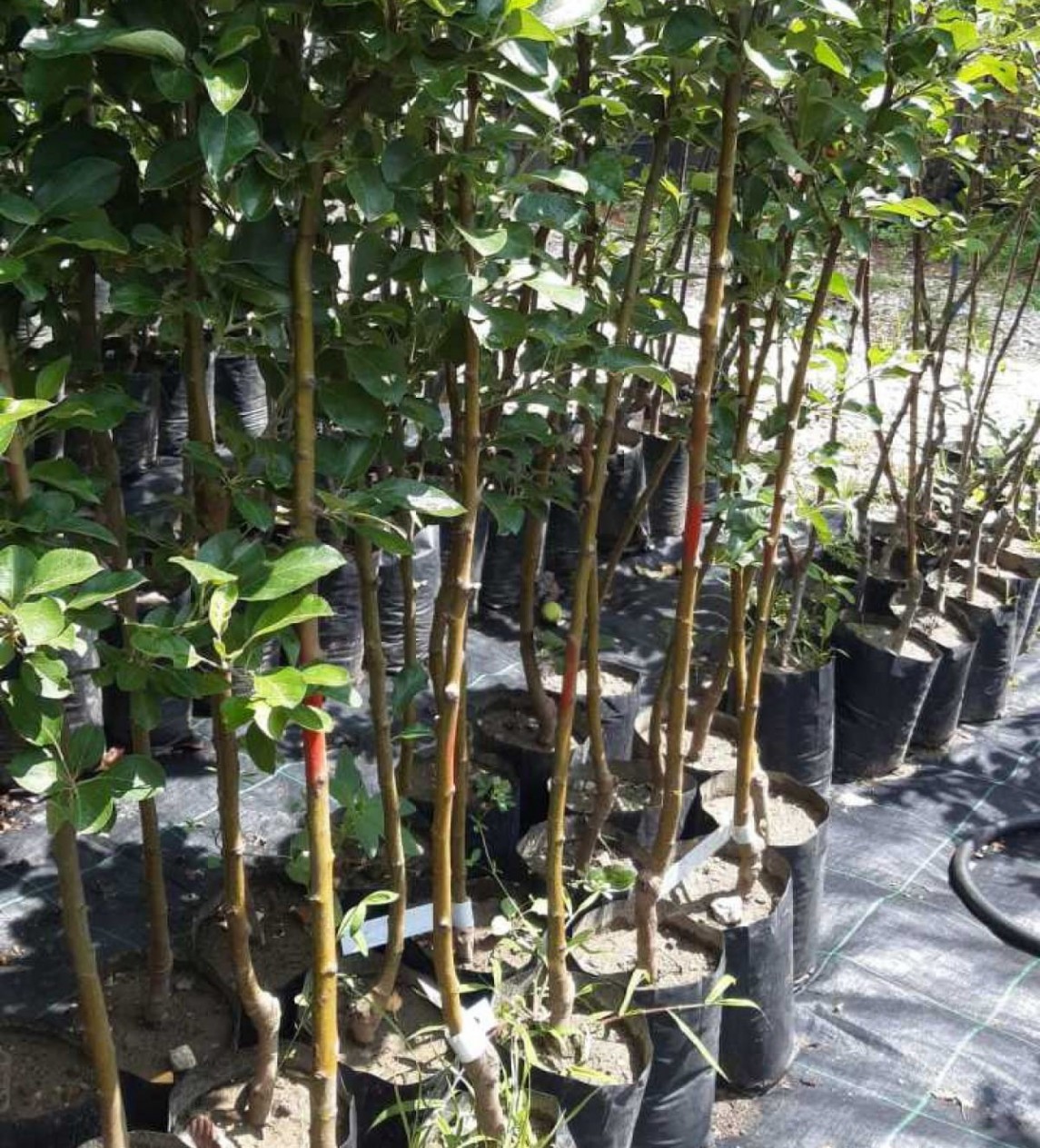 3 Yaş Gala Elma Fidanı