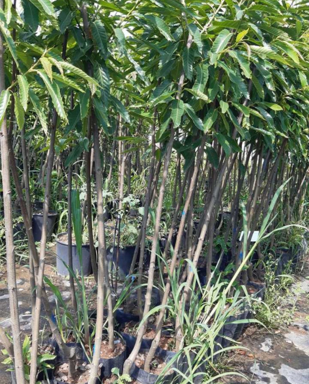 3 Yaş Glohaven Şeftali Fidanı