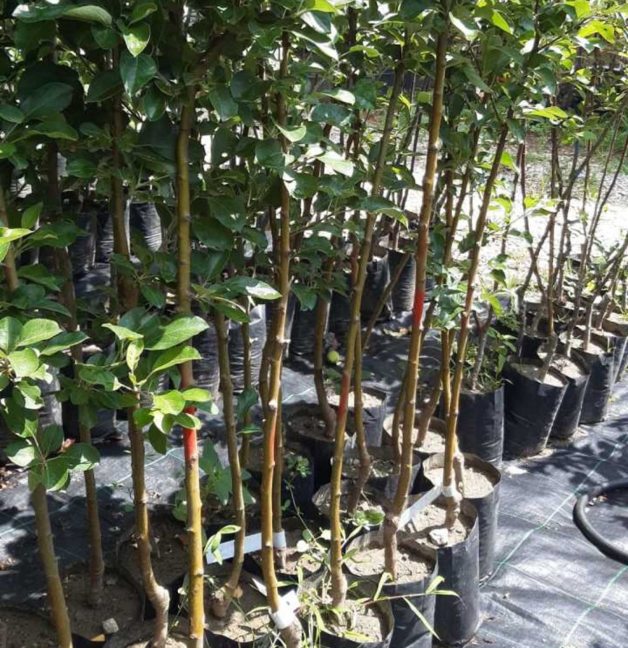 3 Yaş Golden Elma Fidanı