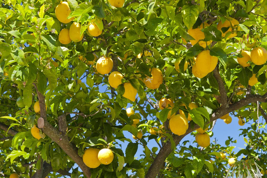 3 Yaş Grande Jumbo Limon Fidanı
