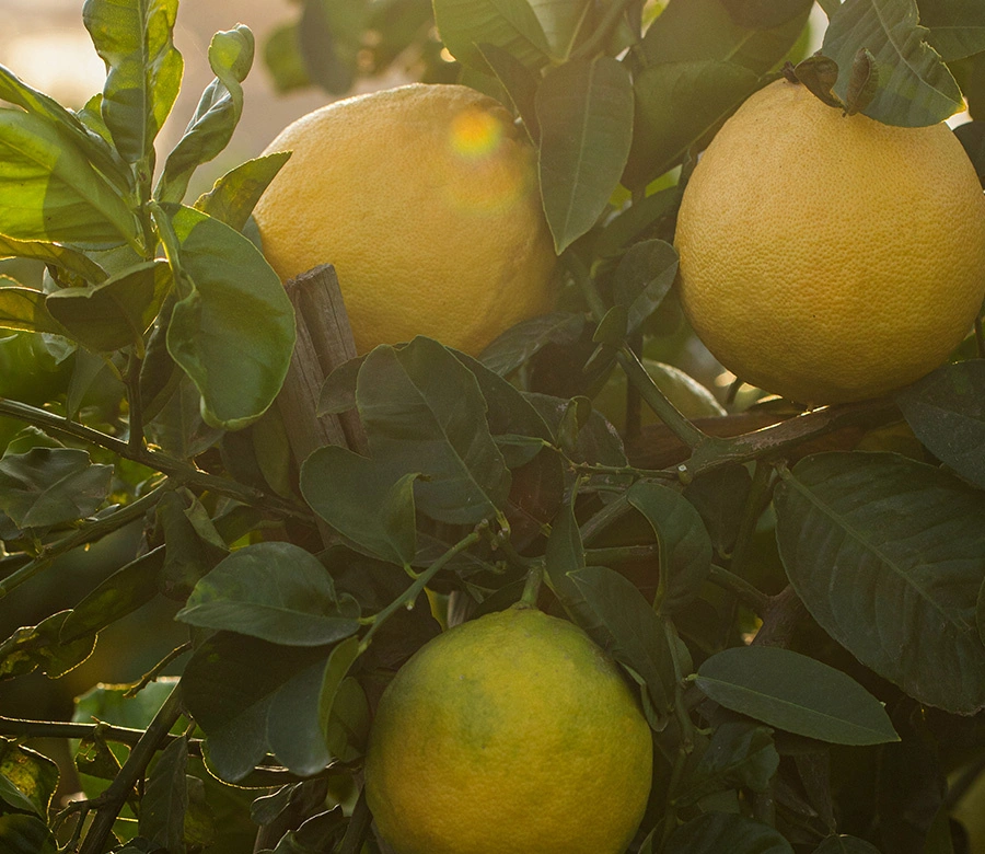3 Yaş Grande Jumbo Limon Fidanı