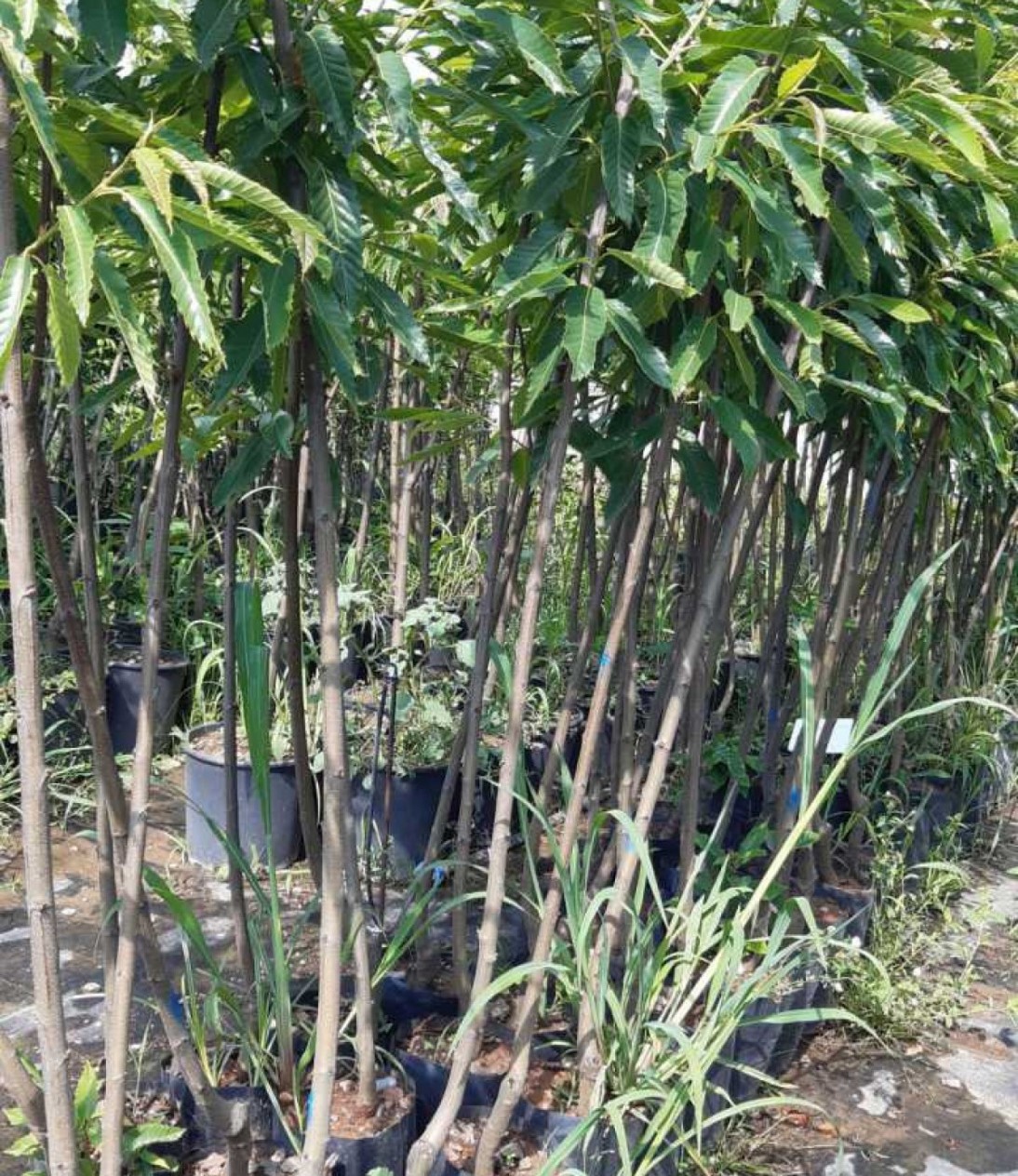 3 Yaş Hale Şeftali Fidanı