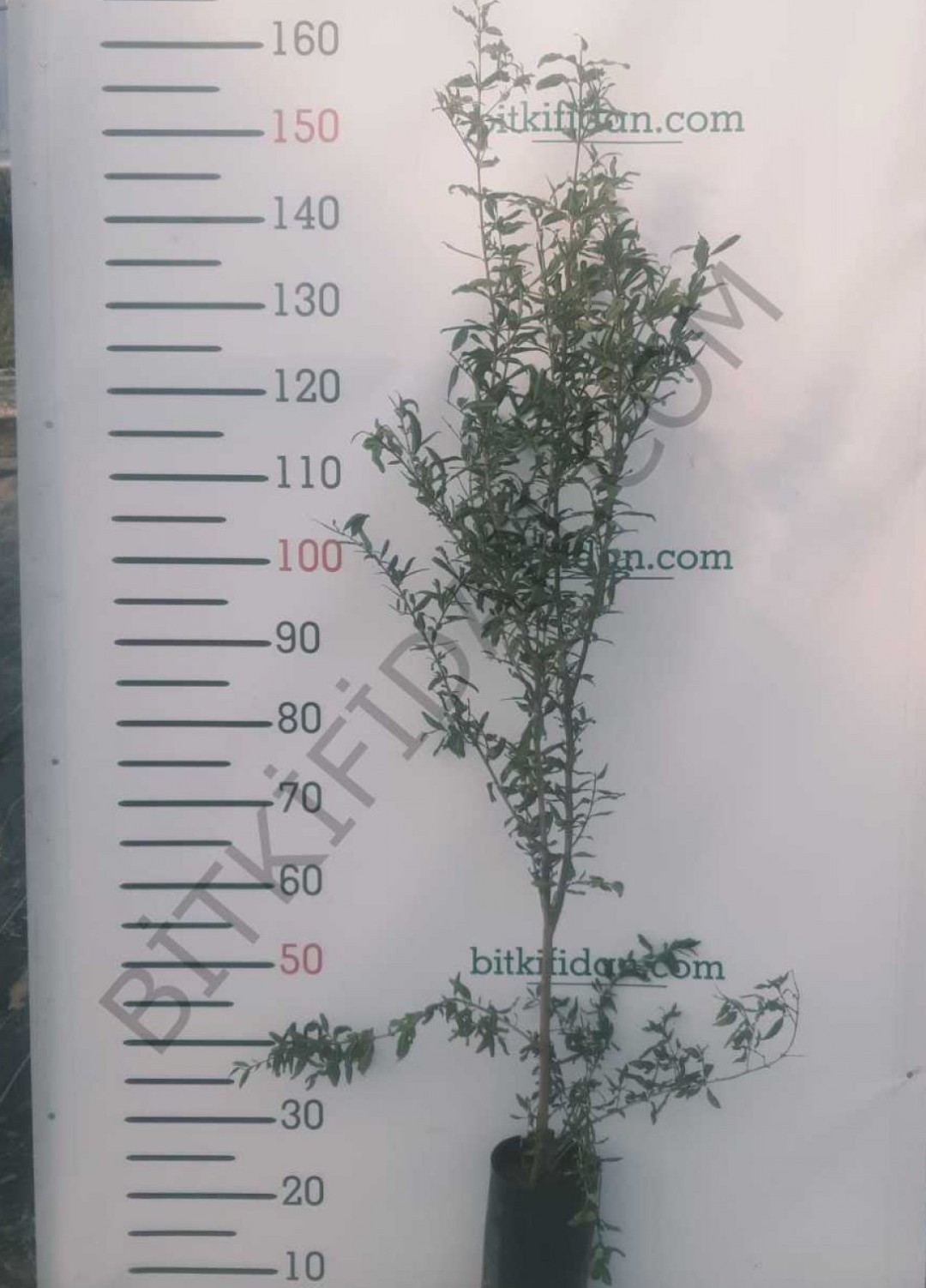 3 Yaş Hicaz Nar Fidanı 3 Yaş Hicaz Nar Fidanı