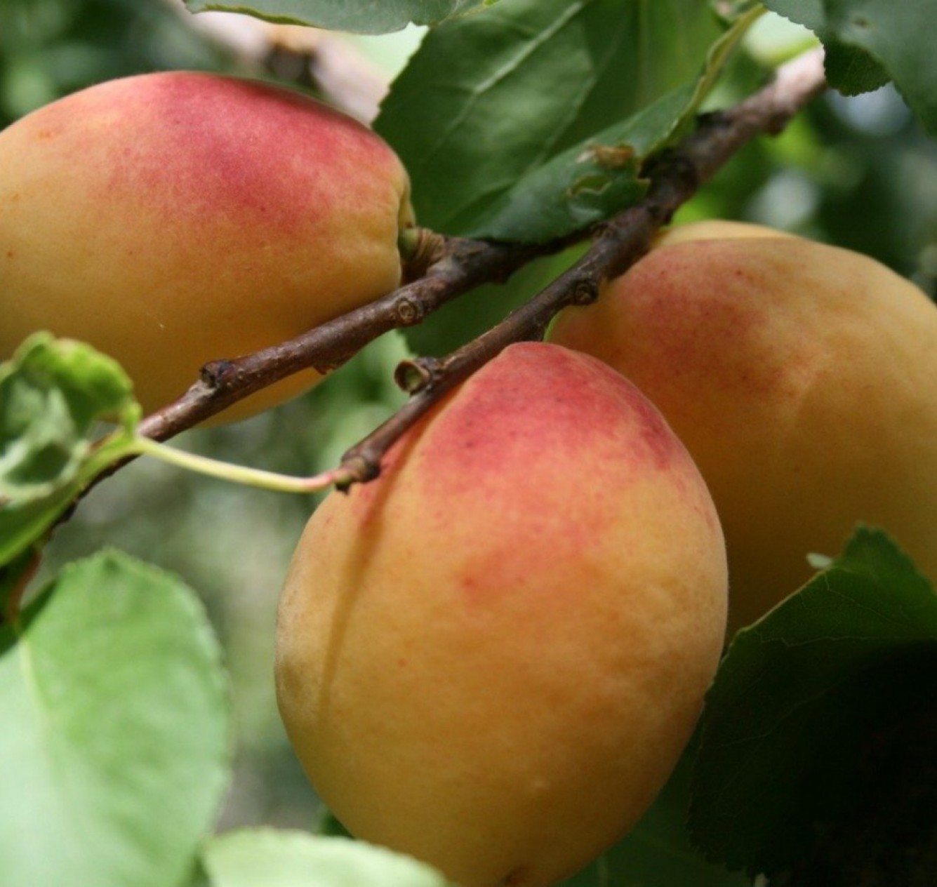 3 Yaş Iğdır Kayısı Fidanı