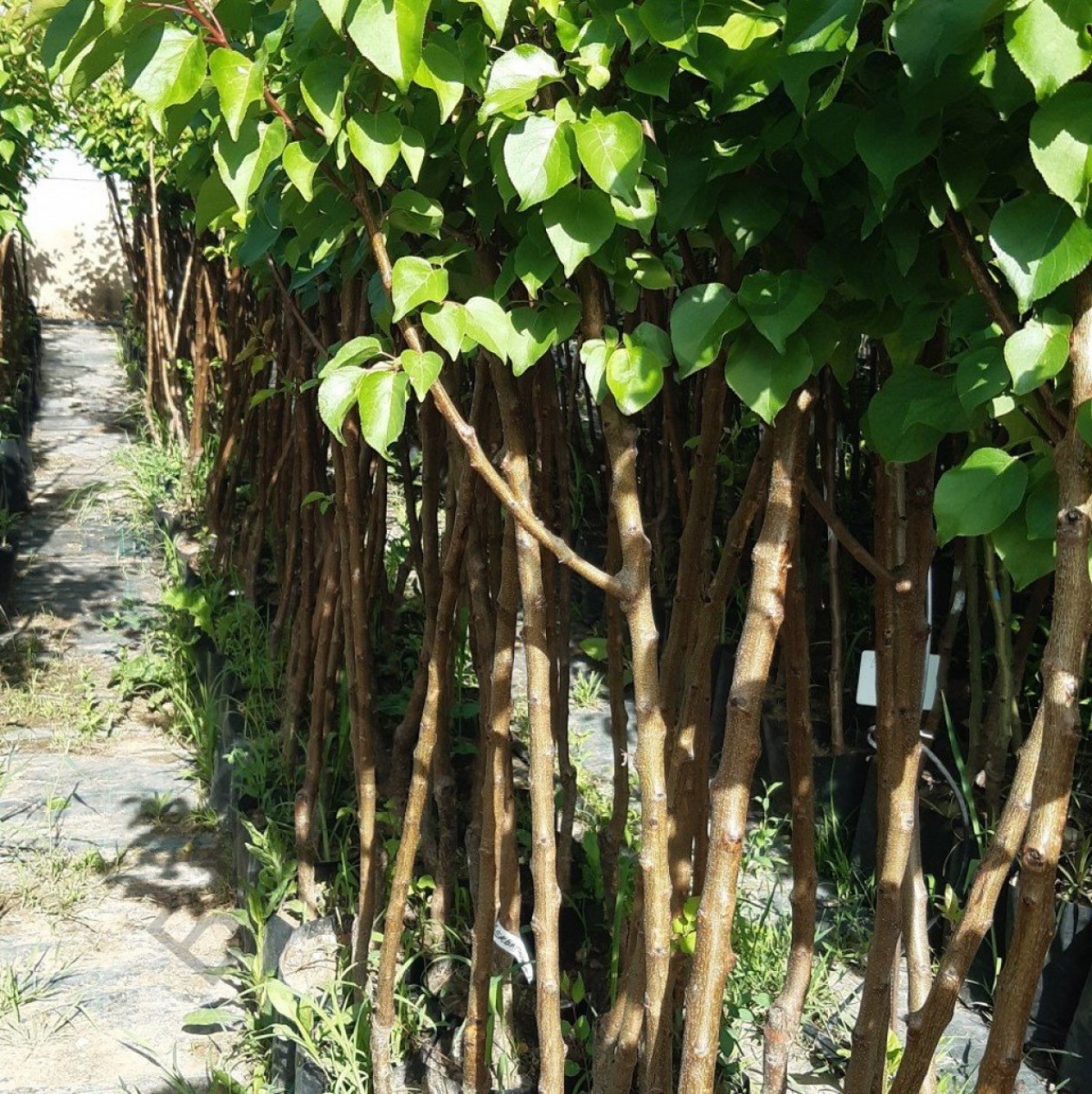 3 Yaş Iğdır Kayısı Fidanı