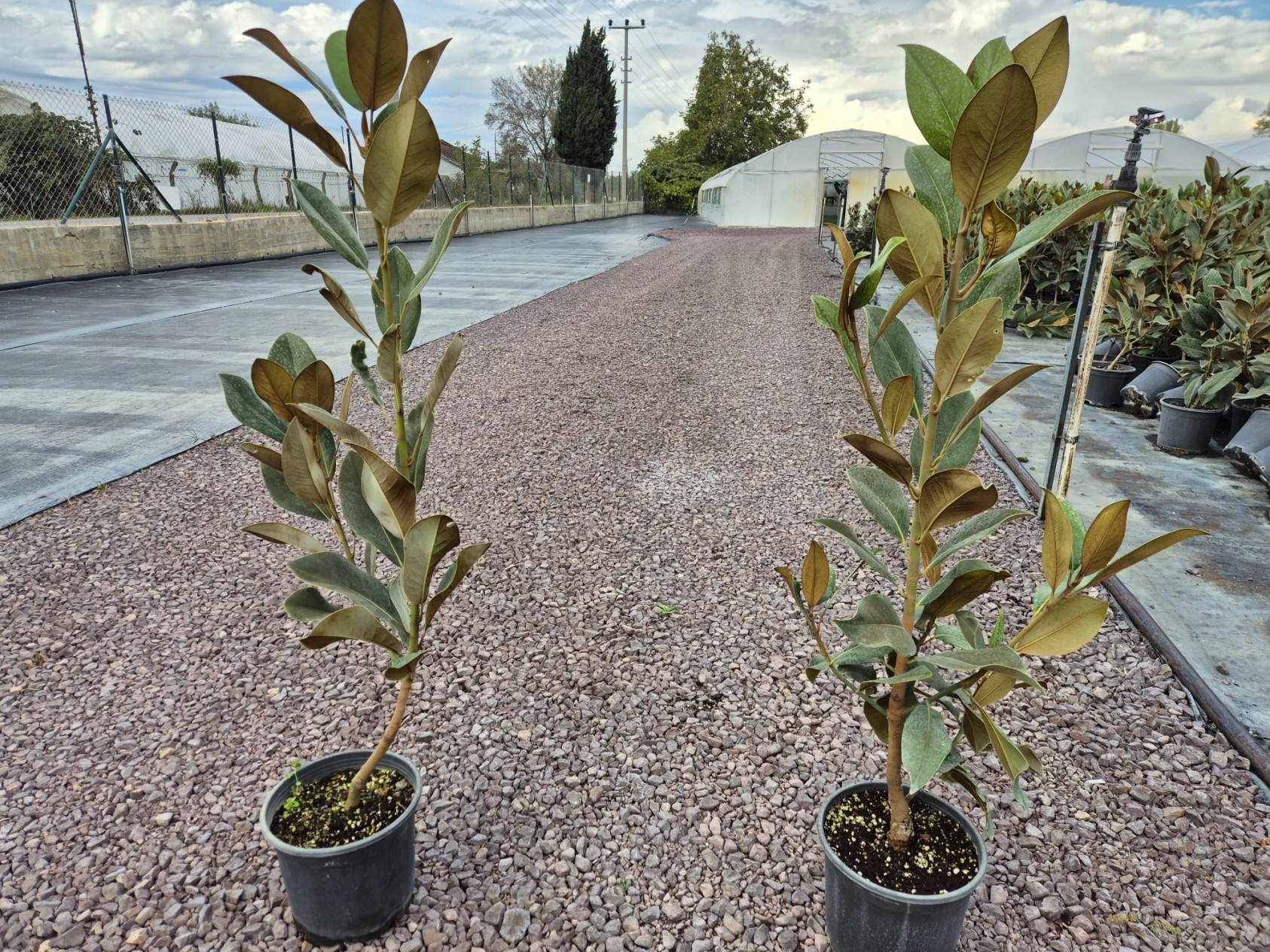 3 Yaş İthal Manolya Ağacı (Beyaz Çiçekli) 3 Yaş İthal Manolya Ağacı (Beyaz Çiçekli)