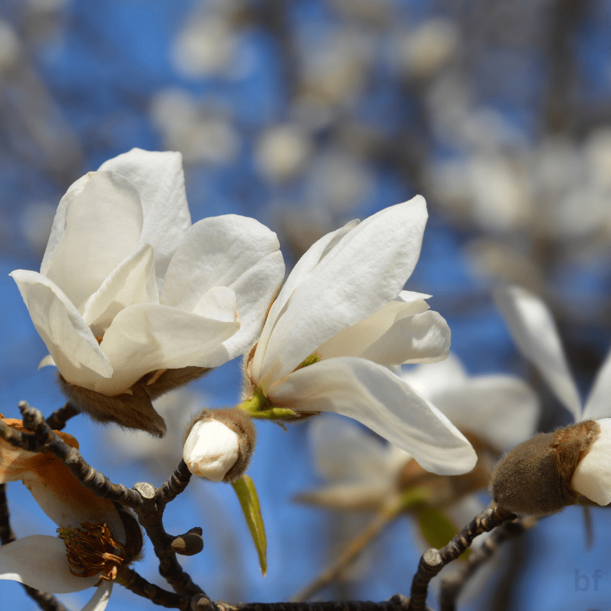 3 Yaş İthal Manolya Ağacı (Beyaz Çiçekli) 3 Yaş İthal Manolya Ağacı (Beyaz Çiçekli)