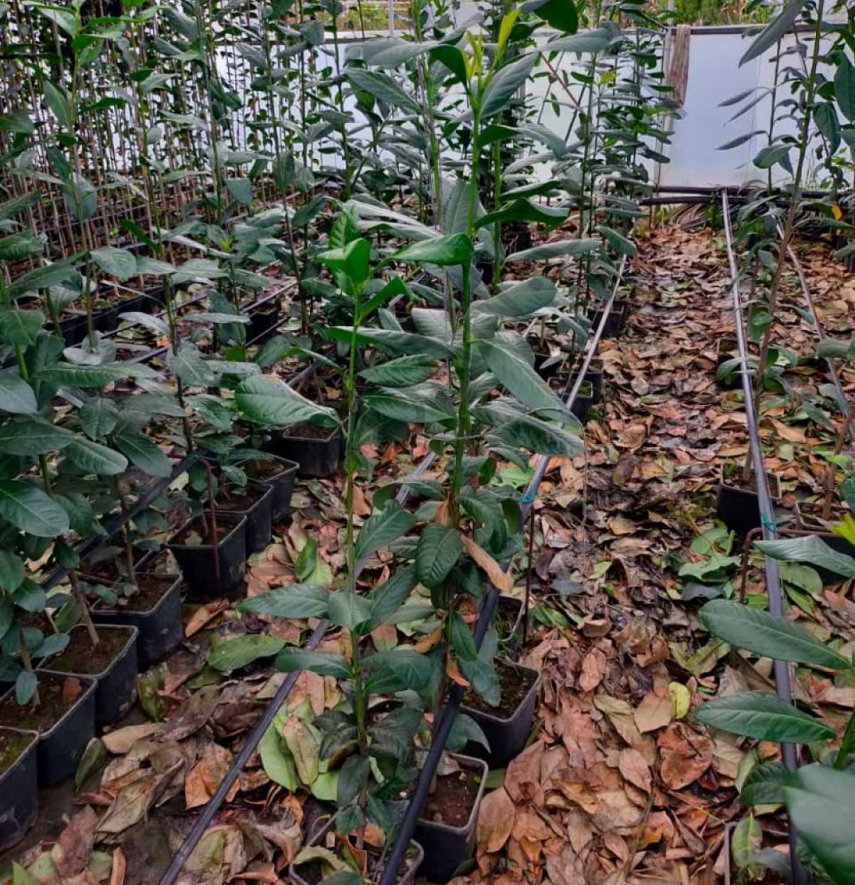 3 Yaş Karayemiş (laz Yemişi) Fidanı