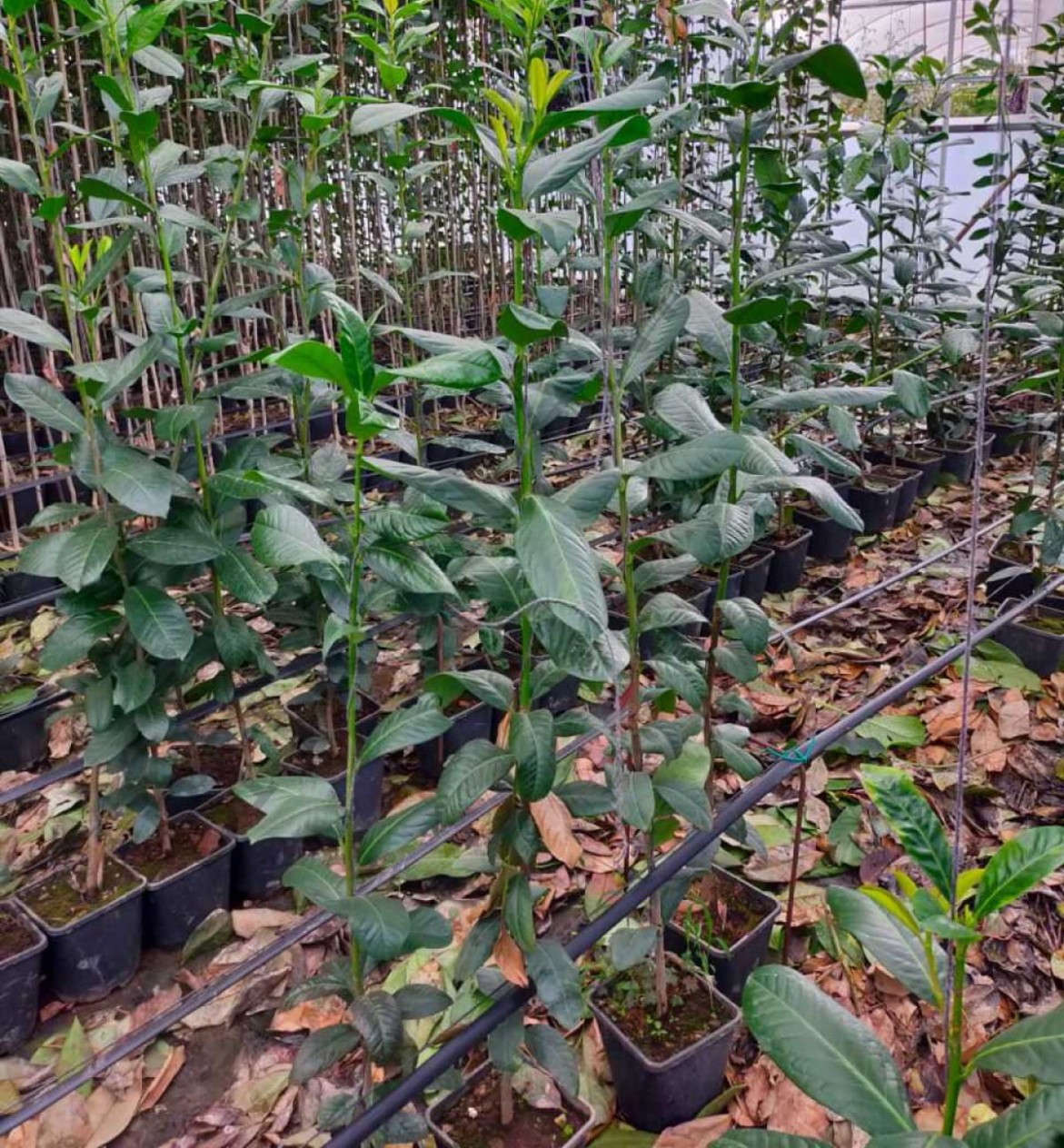 3 Yaş Karayemiş (laz Yemişi) Fidanı