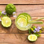 3 Yaş Keffir Lime-Tatlı Lime  Fidanı