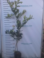3 Yaş Keffir Lime-Tatlı Lime  Fidanı