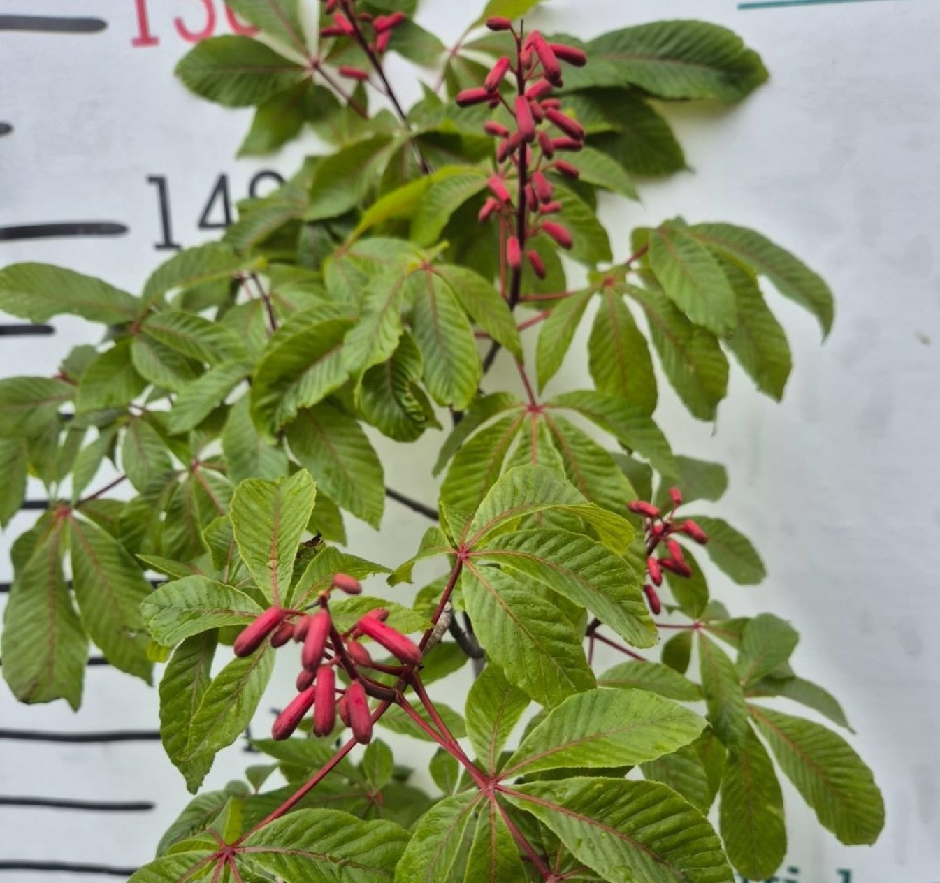 3 Yaş Kırmızı Çiçekli At Kestanesi Fidanı