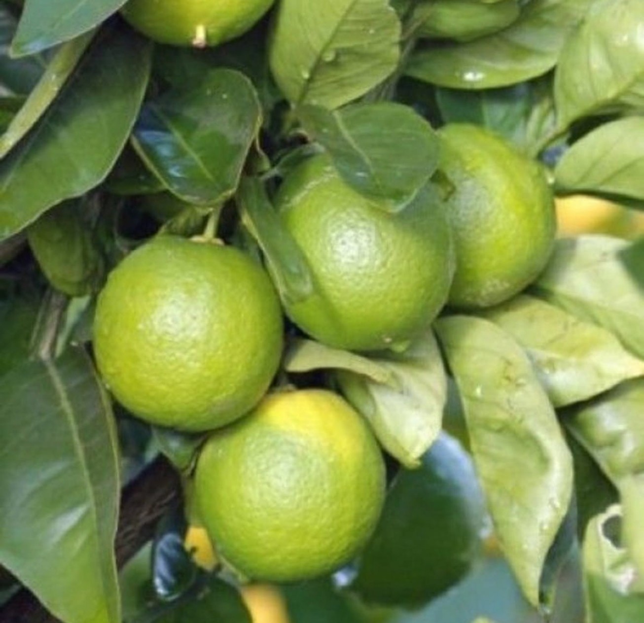 3 Yaş Mexican Lime Fidanı (yeşil Limon) 3 Yaş Mexican Lime Fidanı (yeşil Limon)