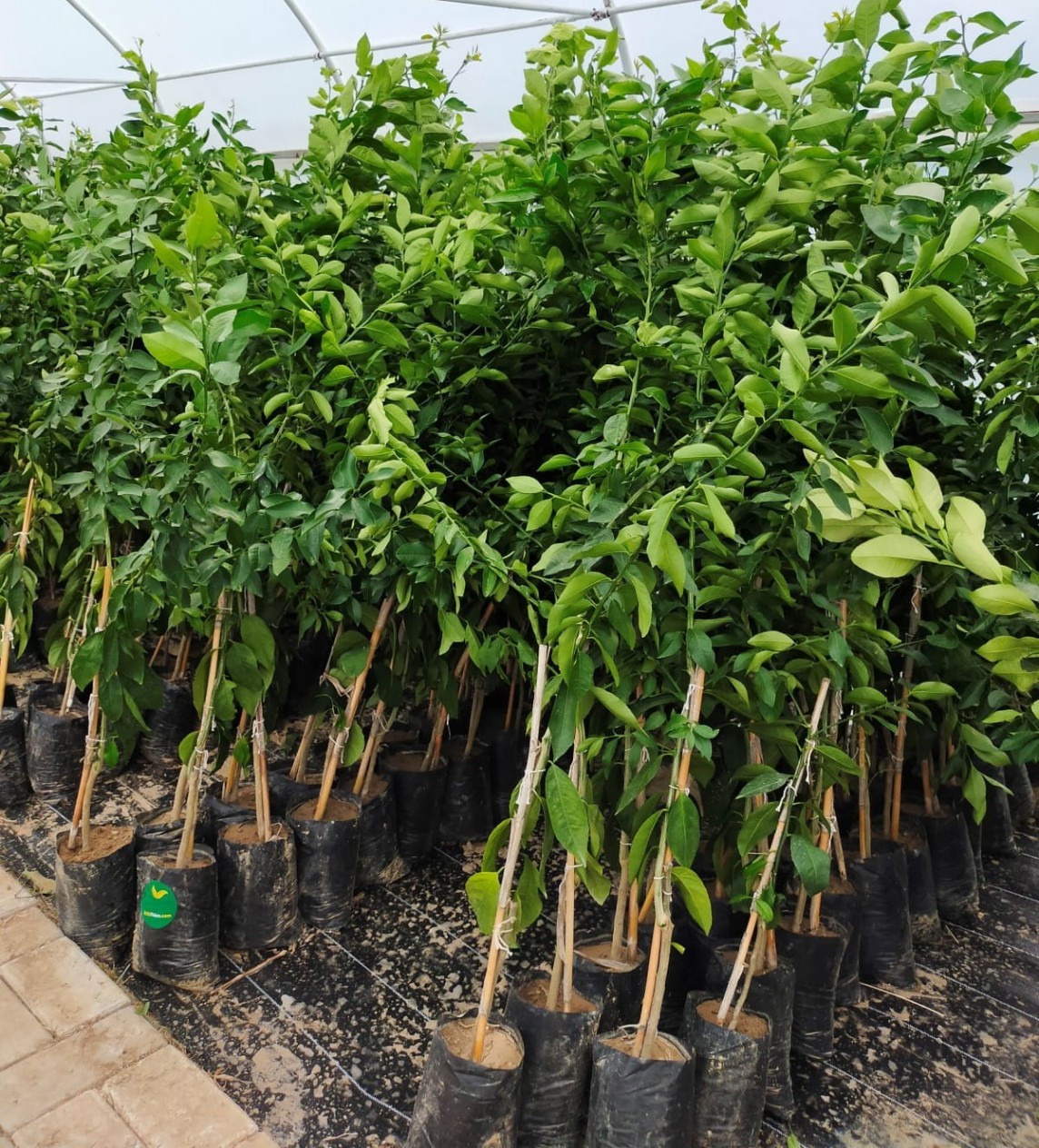 3 Yaş Mexican Lime Fidanı (yeşil Limon) 3 Yaş Mexican Lime Fidanı (yeşil Limon)