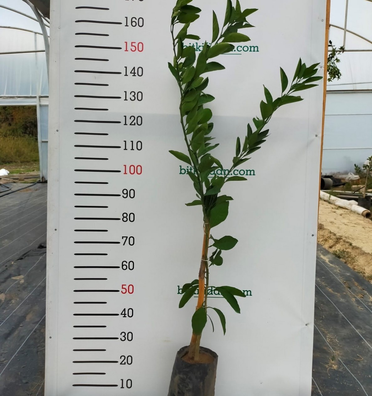 3 Yaş Mexican Lime Fidanı (yeşil Limon) 3 Yaş Mexican Lime Fidanı (yeşil Limon)