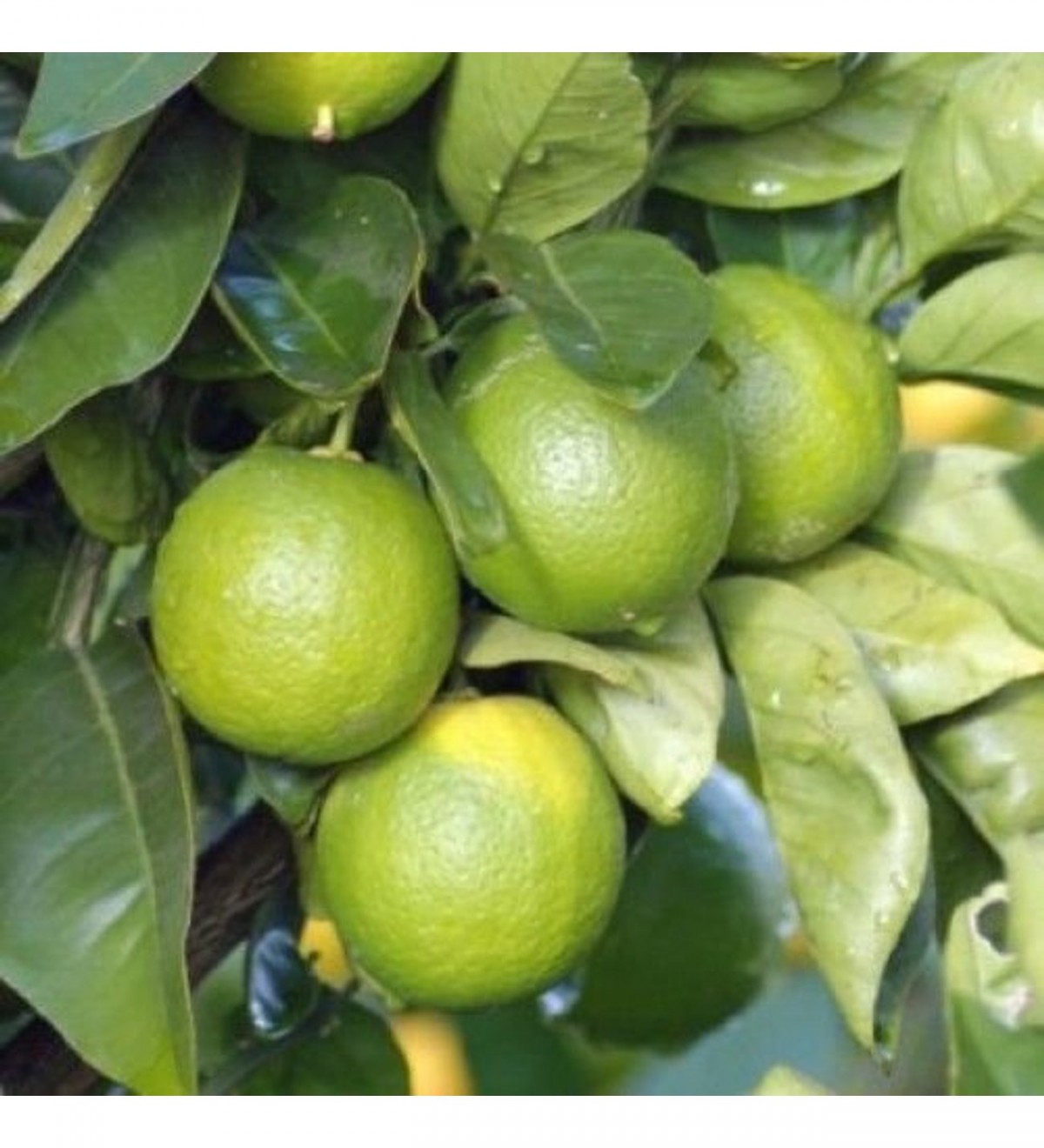 3 Yaş Mexican Lime fidanı (Yeşil Limon)