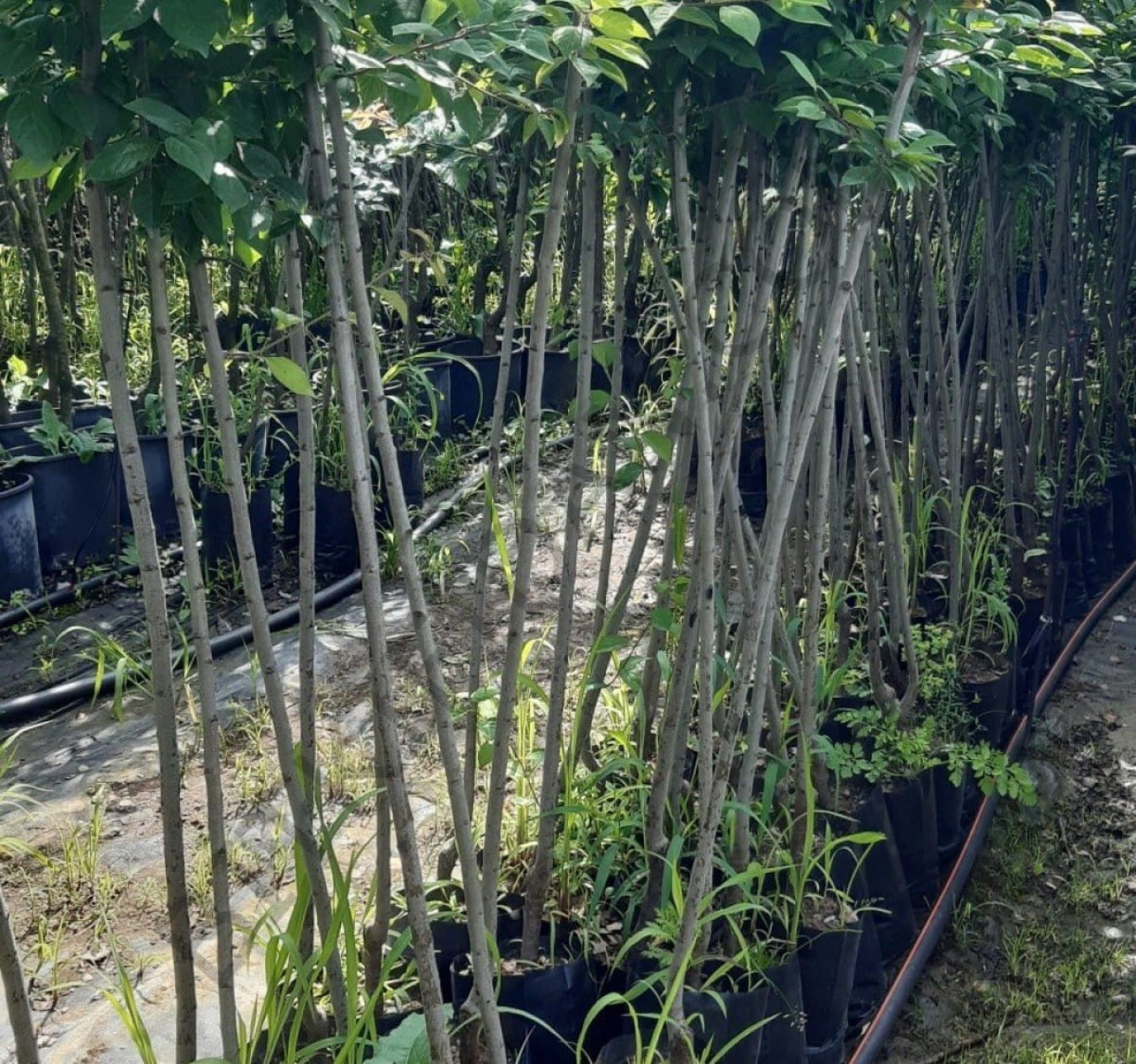 3 Yaş Muşmula Fidanı