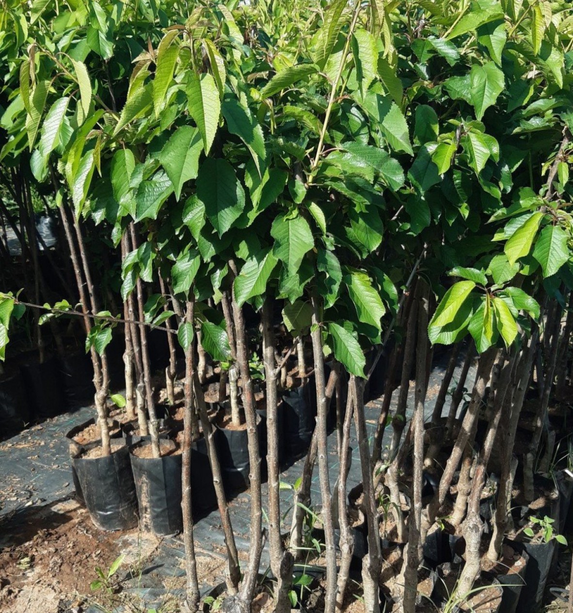 3 Yaş Napolyon Kiraz Fidanı 3 Yaş Napolyon Kiraz Fidanı