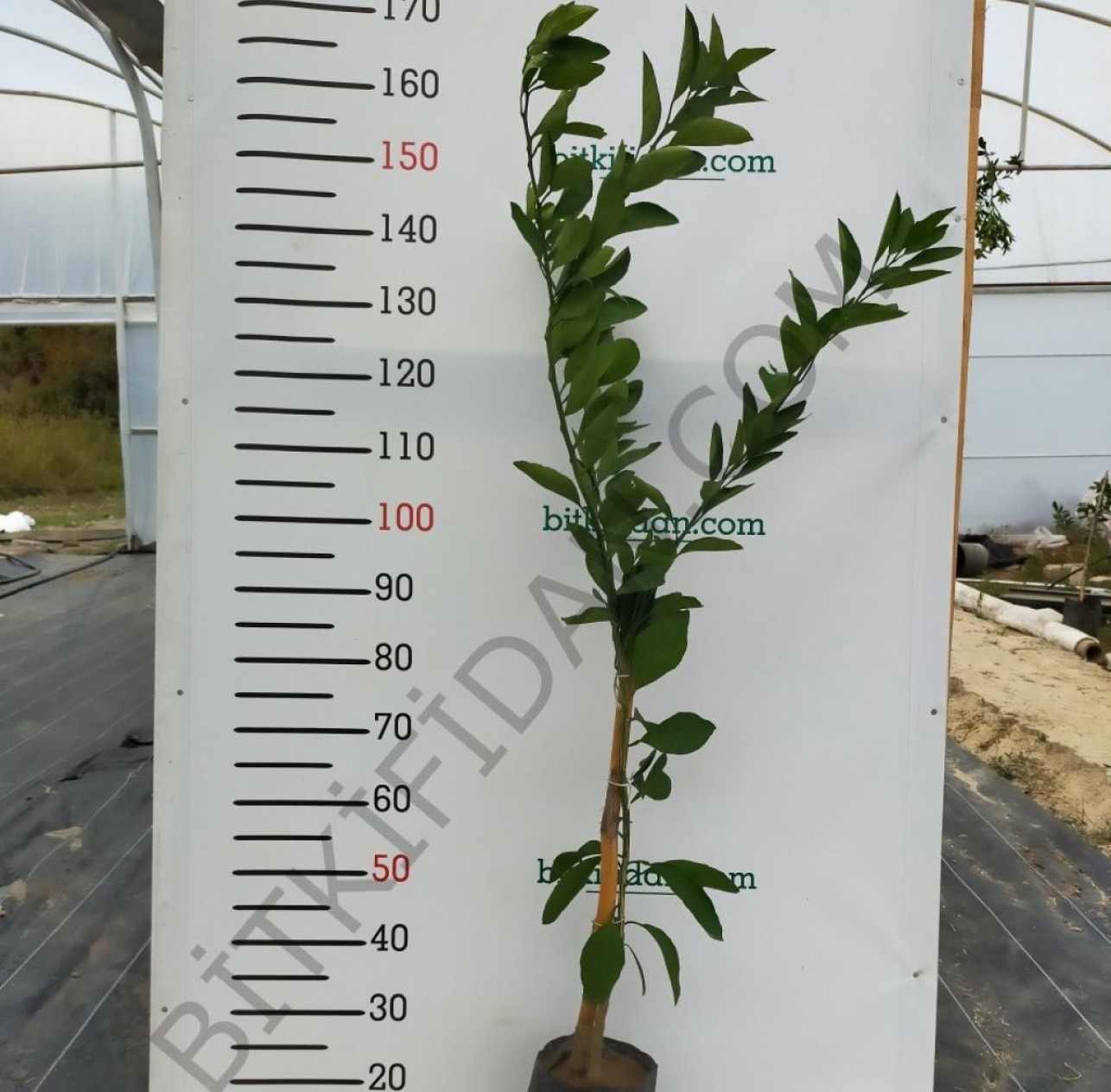 3 Yaş Okitsu Mandalina Fidanı 3 Yaş Okitsu Mandalina Fidanı