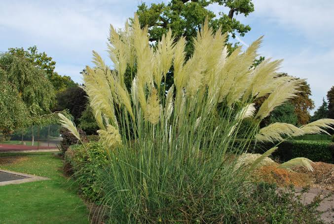 3 Yaş Pampas -Saz Püskülü fidanı-120-150 cm