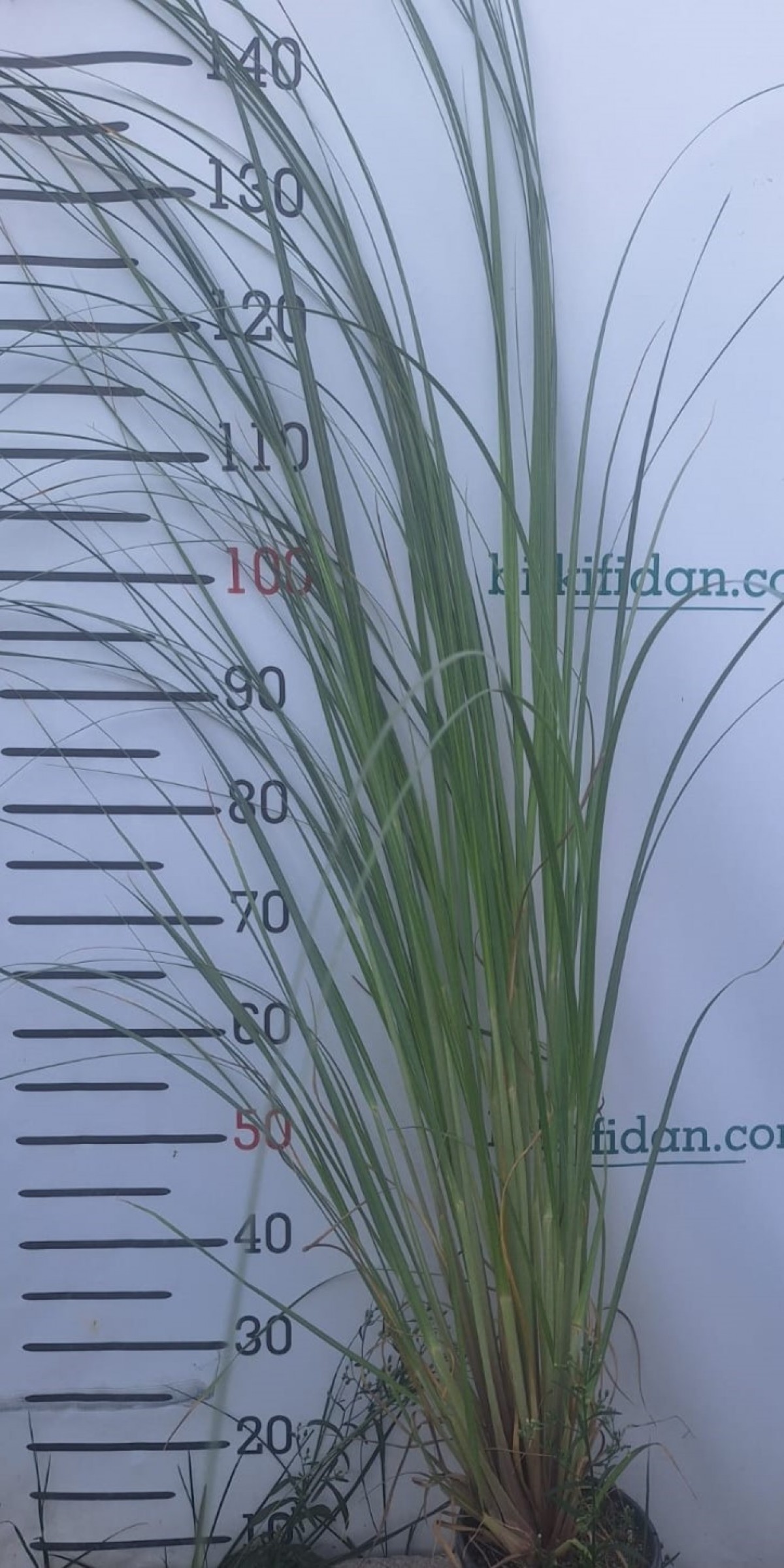 3 Yaş Pampas -Saz Püskülü fidanı-120-150 cm