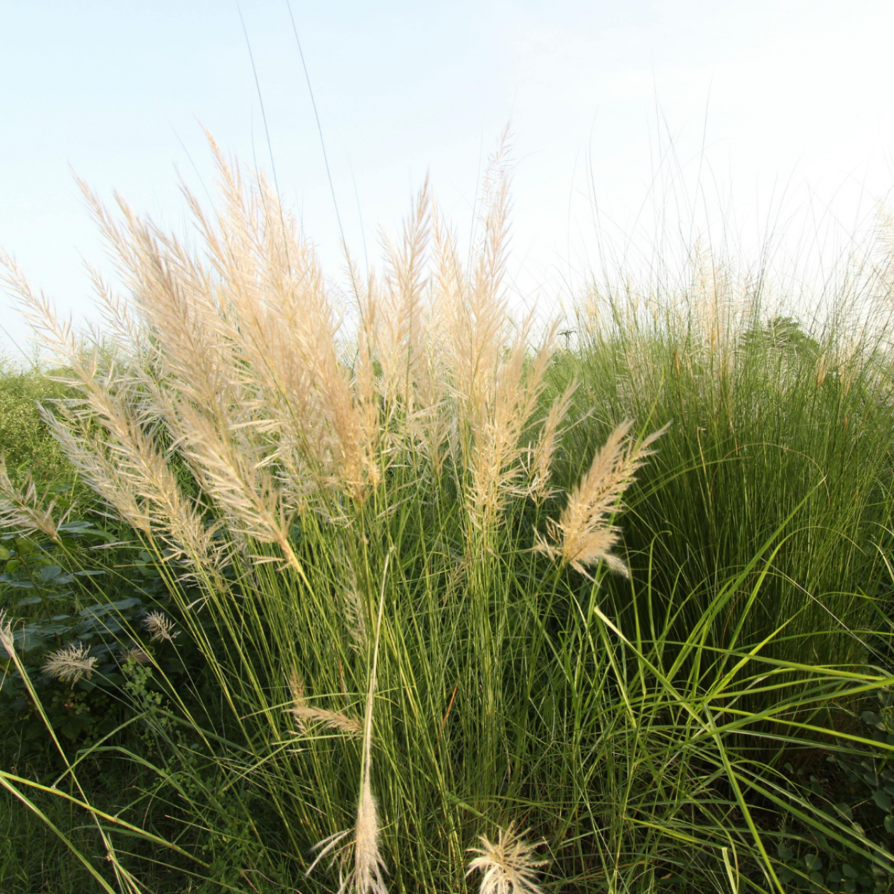 3 Yaş Pampas -Saz Püskülü fidanı-120-150 cm