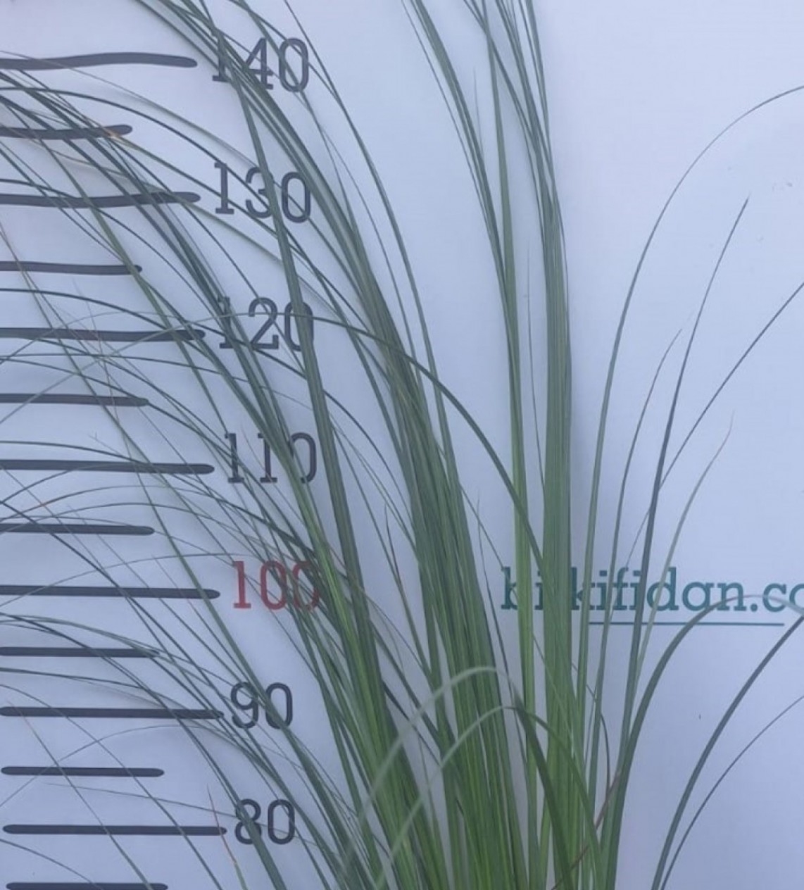 3 Yaş Pampas -Saz Püskülü fidanı-120-150 cm