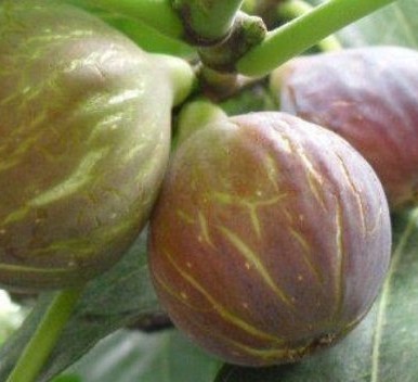 3 Yaş Patlıcan İncir Fidanı 3 Yaş Patlıcan İncir Fidanı