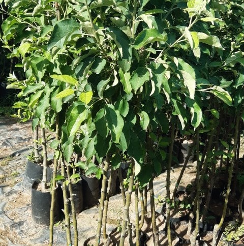 3 Yaş Red Apple İçi Dışı Kırmızı Elma Fidanı