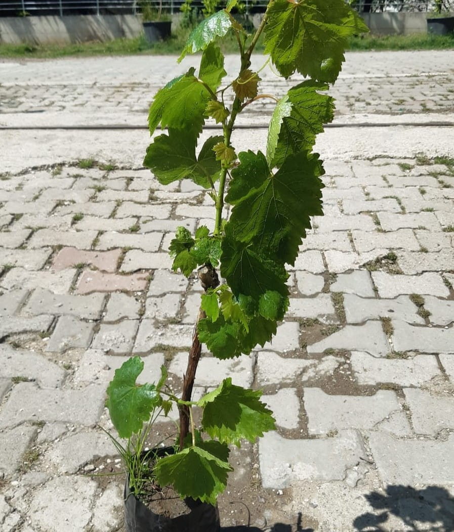 3 Yaş Red Globe Üzüm Fidanı