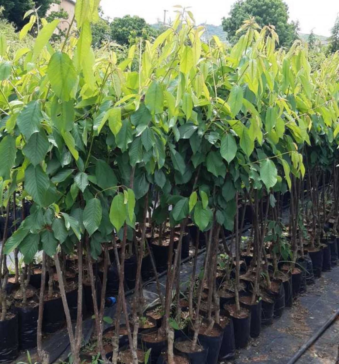 3 Yaş Regina Kiraz Fidanı 3 Yaş Regina Kiraz Fidanı