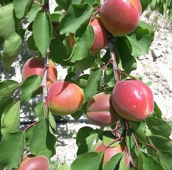 3 Yaş Roxana Kayısı Fidanı