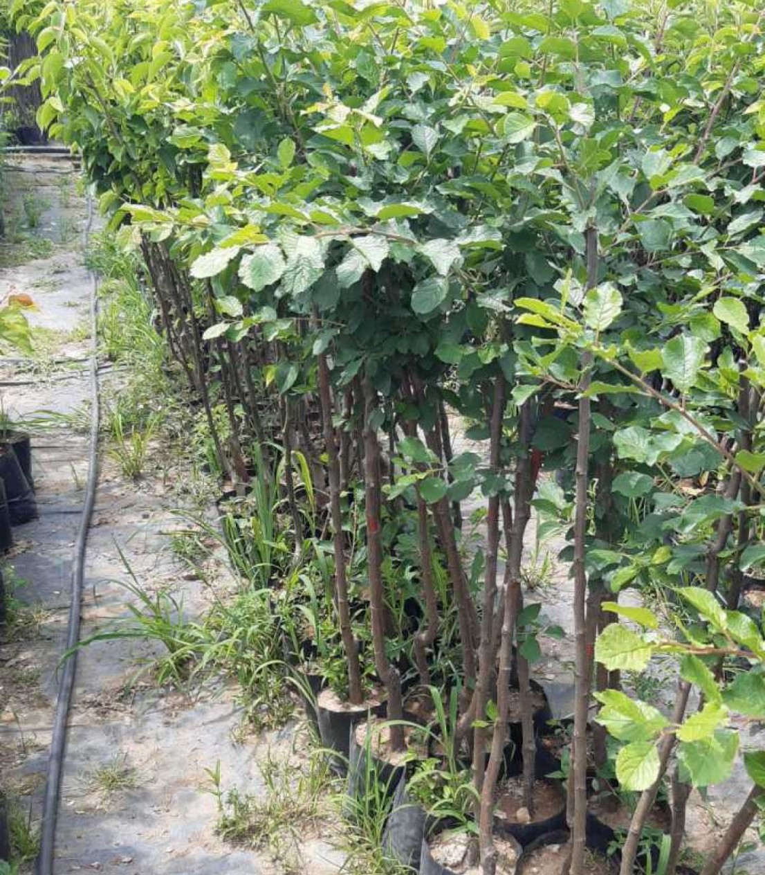 3 Yaş Roxana Kayısı Fidanı 3 Yaş Roxana Kayısı Fidanı