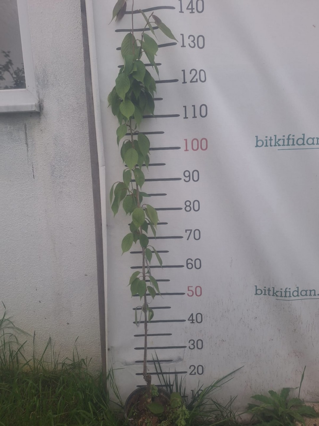 3 Yaş Sakura (süs kirazı)-120-150 cm