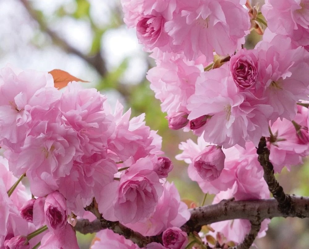 3 Yaş Sakura (süs Kirazı)-120-150 Cm