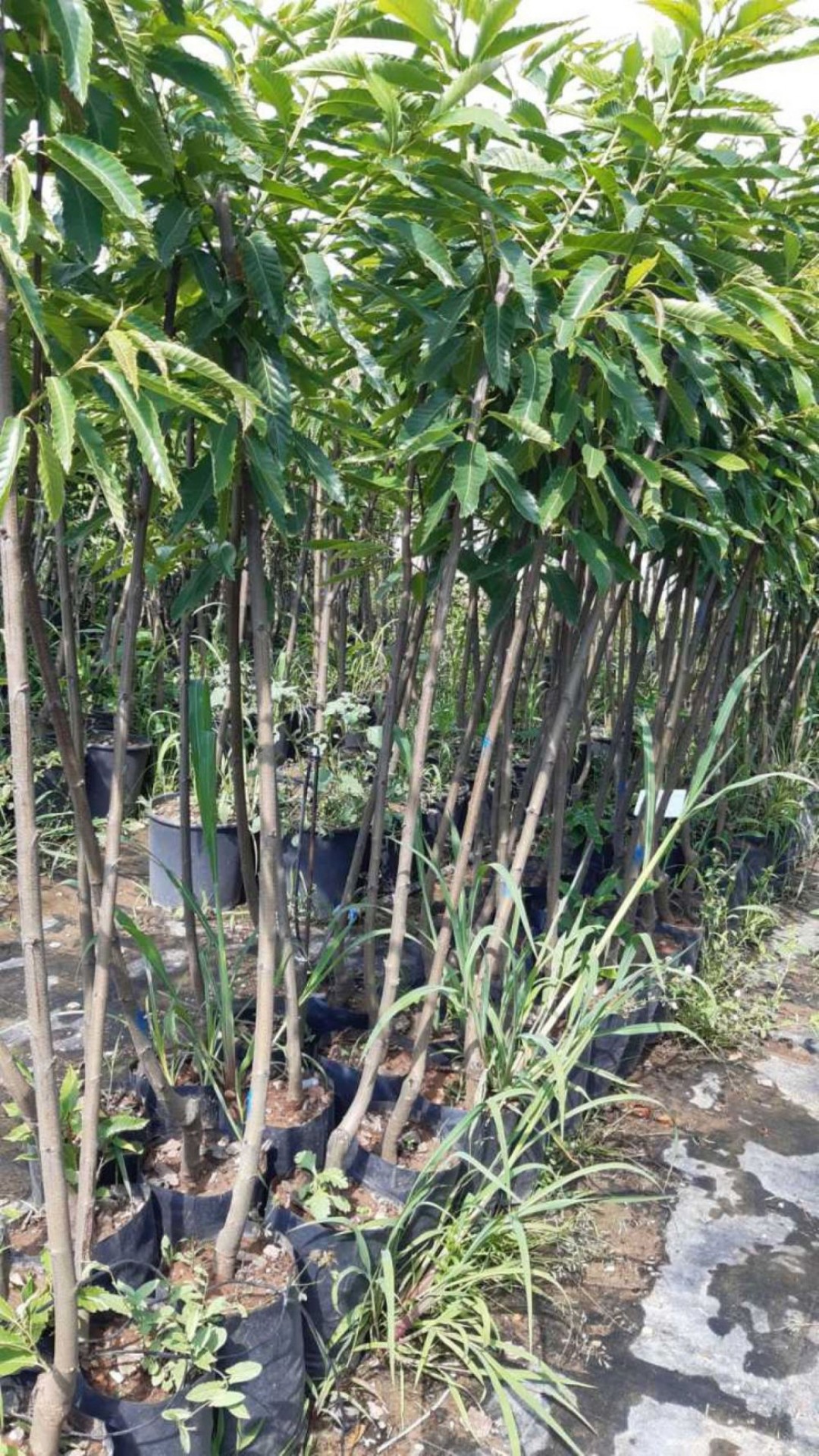 3 Yaş Sarıaşı Kestane Fidanı