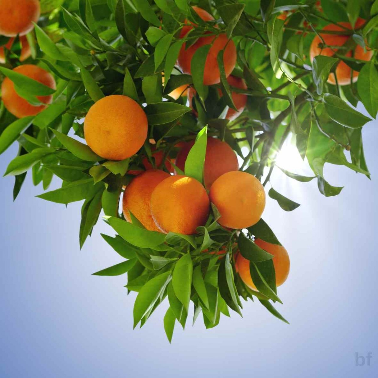 3 Yaş Şeker Portakalı Fidanı 3 Yaş Şeker Portakalı Fidanı