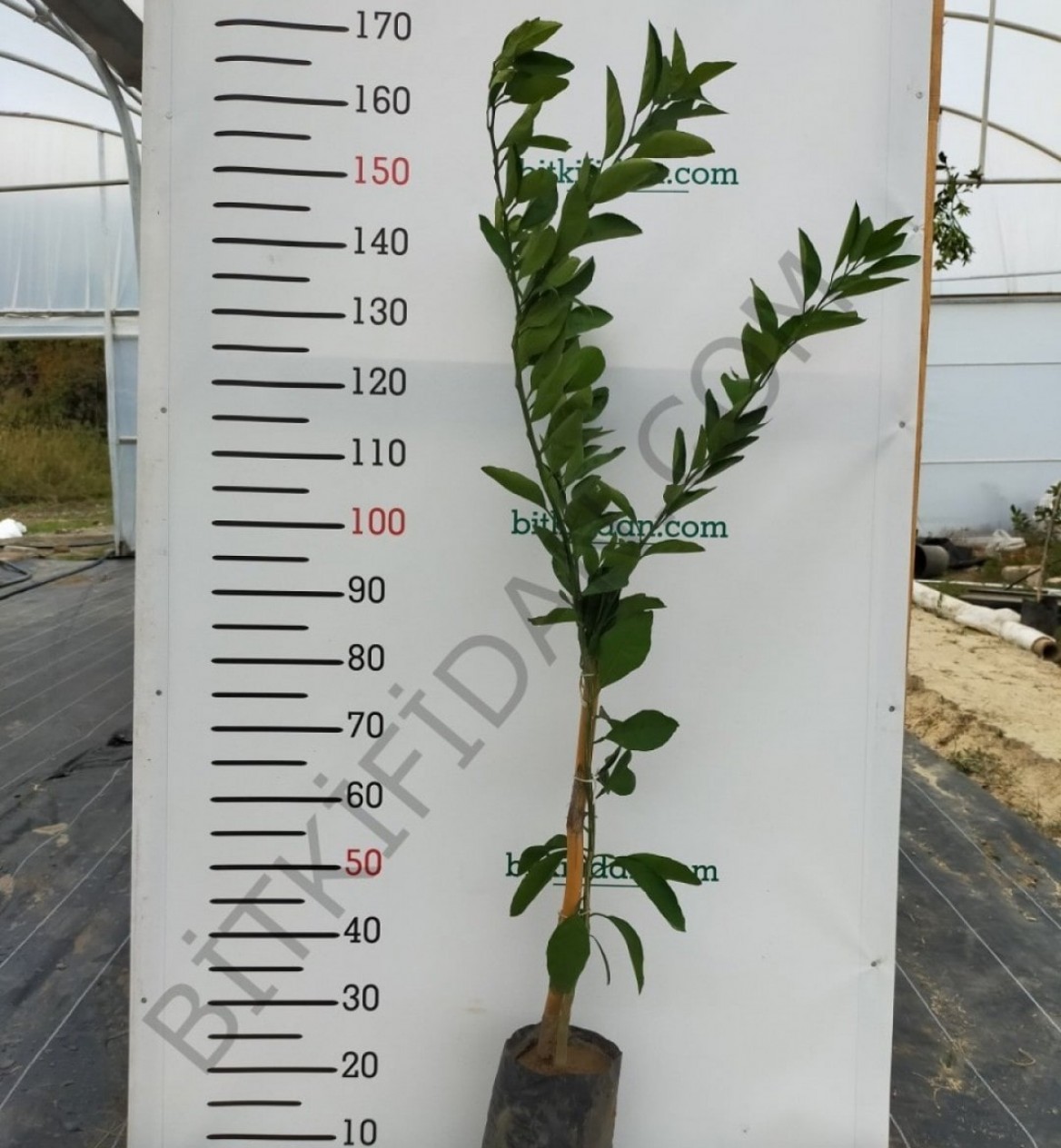 3 Yaş Şeker Portakalı Fidanı