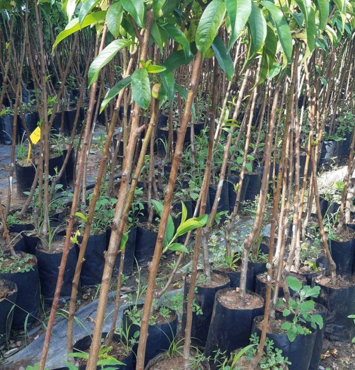 3 Yaş Şentürk Şeftali Fidanı 3 Yaş Şentürk Şeftali Fidanı