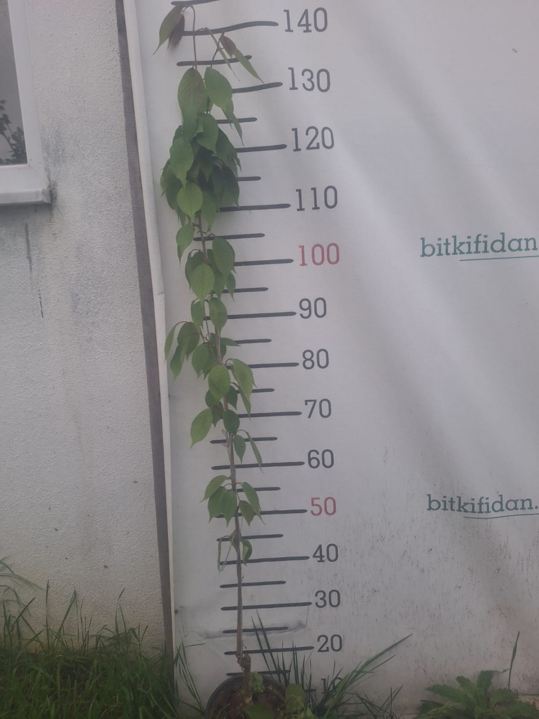 3 Yaş Süs Elması Fidanı